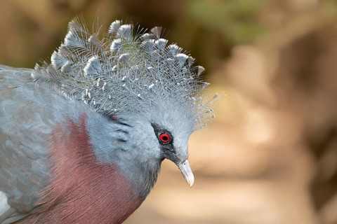 Victoria Crowned Pigeon in captivity at the Sables Zoo in Sables d'Olonne in France