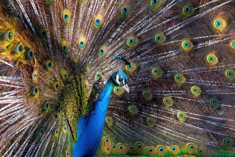 Peacock