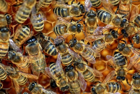 Bees