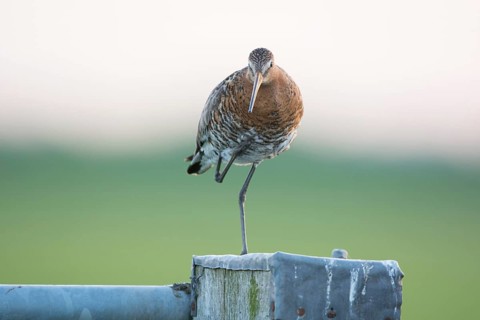 Black-tailed Godwit on pole in agricultural landscape