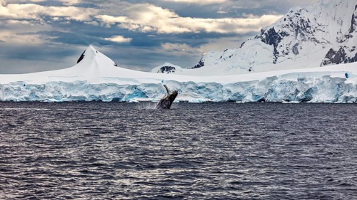A whale jumps out of the water in front of an impressive, snow-covered ice landscape, humpback