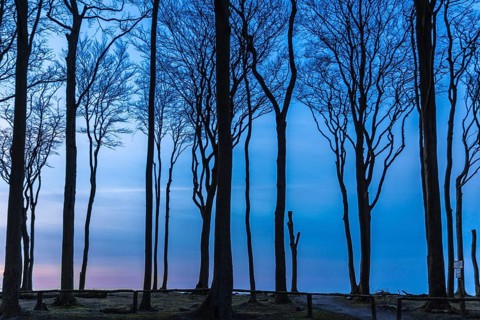 Ghost forest nienhagen