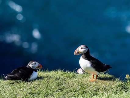 Puffin (Fratercula arctica) on a cliff on the Westman Islands, Iceland, Europe