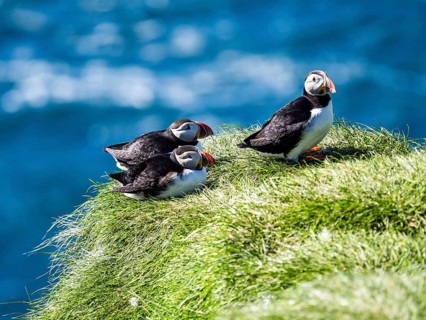 Puffin (Fratercula arctica) on a rocky cliff, Heimaey Island, Westman Islands, Iceland, Europe