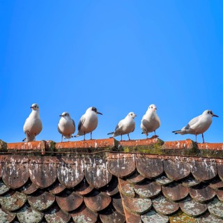 An image of six seagulls on the roof background