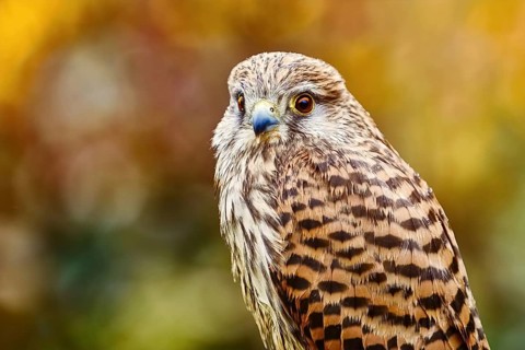 Portrait of Common Kestrel (Falco Tinnunculus) Obermaiselstein, Oberallgau, Germany, Europe