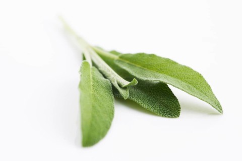 Sage sprig isolated on white background