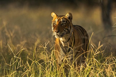 Bengal tiger in Ranthambhore national park, rajasthan, India, Asia