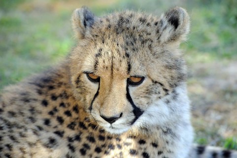 African Leopard south africa