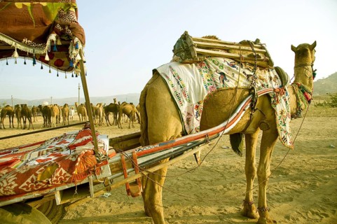 Camel cart, Pushkar mela, rajasthan, Asia, India, Asia