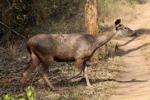 Sambar deer, tadoba andhari tiger reserve, chandrapur, Maharashtra, India, Asia