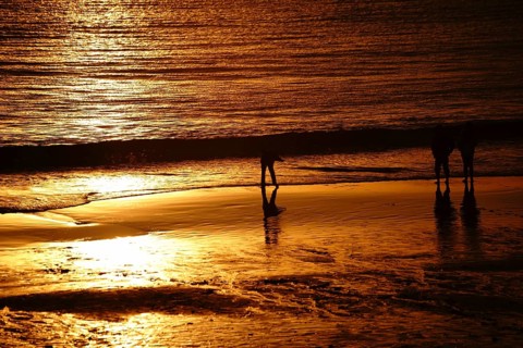 A golden-coloured sunset on Laguna Beach with the silhouette of a boy throwing stones into the