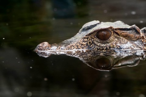 A picture of a dangerous crocodile