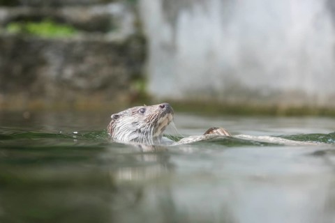 A picture of a cute otter in the water