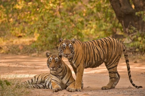 Two Wild Bengal or Indian tigers, mother and sub adult cub, on a jungle track, in the dry forests