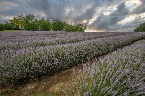 Beautiful summer evening in a lavender field. Large blue lavender bushes blooming in a cultivation