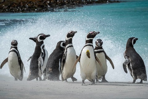 Magellanic penguins (Sphreniscus magellanicus), group on a beach, Bleaker Island, Falkland Islands,