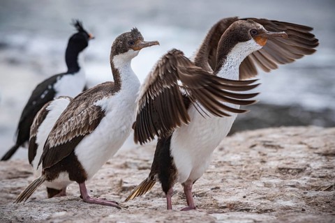 Blue-eyed Cormorant (Phalacrocorax atriceps), also Imperial shag, young birds grooming their