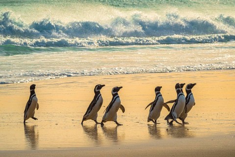 Magellanic penguins (Sphreniscus magellanicus) landing on a beach in the morning light, Volunteer