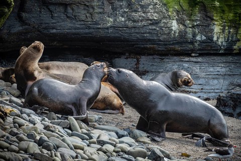 Maned seals (Otaria flavescens) on a beach, Bleaker Island, Falkland Islands, Great Britain, South