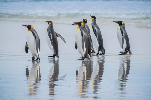 King penguins (Aptenodytes patagonicus), on the beach, Volunteer Point, Falkland Islands, Great