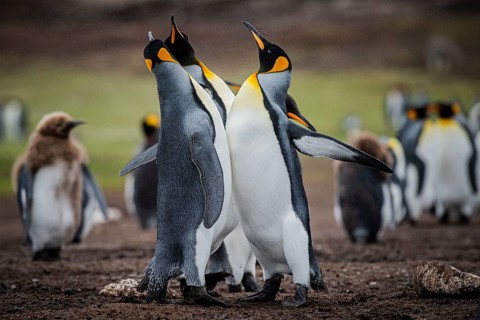 King penguins (Aptenodytes patagonicus), fighting over breeding partners during courtship,