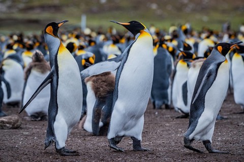 King penguins (Aptenodytes patagonicus), fighting over breeding partners during courtship,