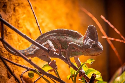 A chameleon (Chamaeleonidae) moves on branches, sunlight and shadow at play, Erfurt, Thuringia,