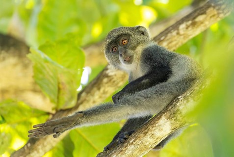 White-throated Monkey (cercopithecus albogularis) in a tree, Kenya, Africa