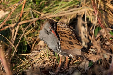 A water rail in the zugwiesen area, Germany, Europe