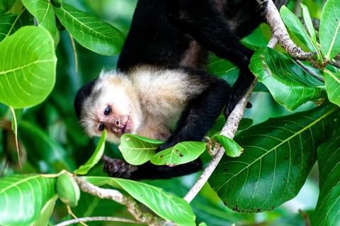 Cebu monkey in a tree in the jungle in Central America
