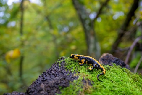 A fire salamander (Salamandra salamandra) on a mossy tree trunk surrounded by dense forest,