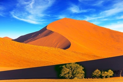 Several small plants and bushes in a vast desert. Orange, purple and yellow dunes of the Namib