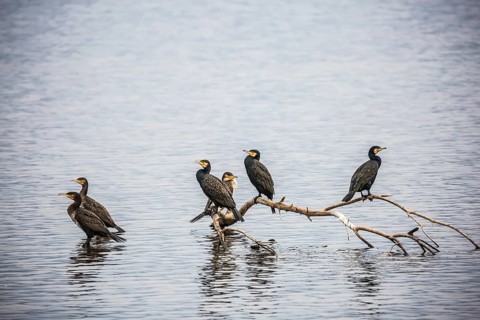 Fantastic winter dawn in Hula Nature Reserve, Upper Galilee, Israel. Migratory cormorants wintering