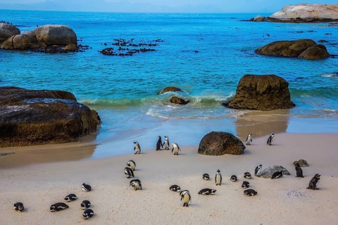 Boulders Penguin Colony in the Table Mountain National Park, Africa. The concept of active and