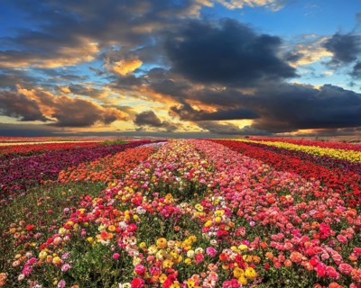 Buttercups blooming garden. Farmers field with flowers grown for export sales. Spring cloud