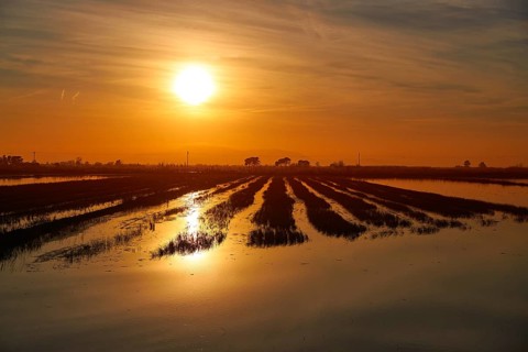 Delta del Ebro Ebre sunset in Deltebre of Tarragona at Catalonia spain