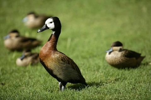 White faced Whistling duck from Madagascar with white neck feathers over the grass