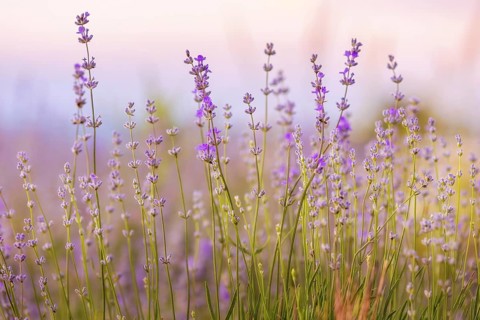 Lavender purple flowers close-up on sky background, summer field