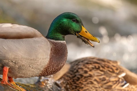 Male mallard (Anas platyrhynchos) duck looking for food in a river. Thann, Haut-Rhin, Collectivite