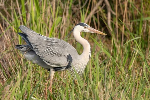 Grey heron (Ardea cinerea) resting in a reed bed. Saintes Maries de la Mer, Parc naturel regional