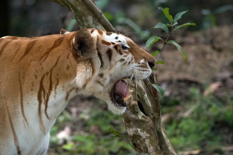 Rare golden tiger in their environment