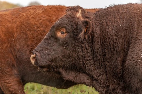 Salers bull in a pasture. France