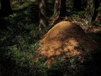 Ants on anthills in the forest