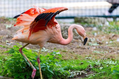 Flamingo spreads its pink wings elegantly and leaves, Straubing Zoo, . Lower Bavaria