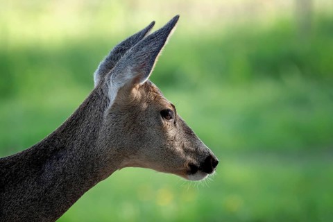 Roe deer in graß, Capreolus capreolus. Wild roe deer in spring nature
