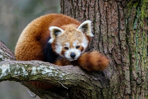 Red panda (Ailurus fulgens) on the tree. Cute panda bear in forest habitat