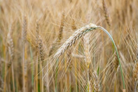 Wheat field. Golden ears of wheat on the field. Background of ripening ears of meadow wheat field.