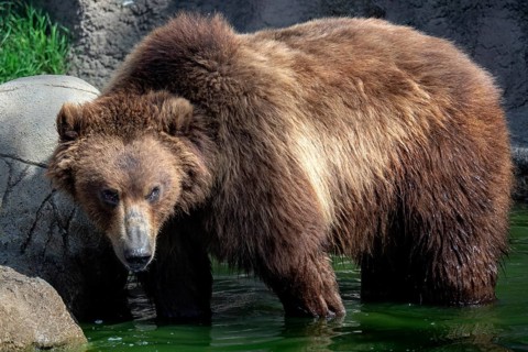 Kamchatka bear in water. (Ursus arctos beringianus)