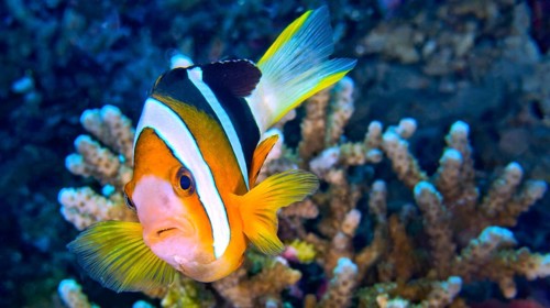 Clark?s Anemonefish, Amphiprion clarkii, Clownfish, Anemonefish, Damselfish, Coral Reef, Lembeh,